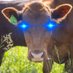 Bee Creek Farm (@beecreek_tn) Twitter profile photo Bee Creek Farm (@beecreek_tn) Twitter profile photo