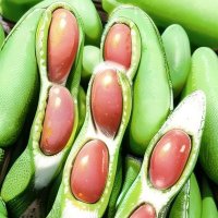 野菜と多肉のぴー農園 (@yasaidaisuki6) 's Twitter Profile Photo 野菜と多肉のぴー農園 (@yasaidaisuki6) 's Twitter Profile Photo