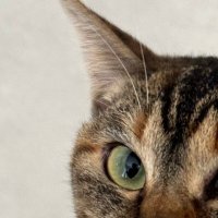 足立ヨーヨー練習会 (@adc_yoyo) 's Twitter Profile