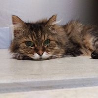 闇猫【yamineko】 (@yamiie2000) 's Twitter Profile Photo