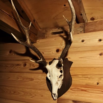 inu_end's profile picture. 徳島の山と海で遊んでいます。