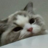 mody (@mrsleejenoooo) 's Twitter Profile