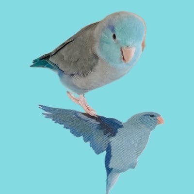 「宝塚」とたまーに「インコ」の呟きです。すみれ帰りファン🌸永遠のご贔屓様は礼真琴さん🌟かりんちゃん 🌸(初観劇1989新源氏物語 涼風真世さんに一目惚れ) 2017.10.8にマメルリハの男の子をお迎えしました🐤名前は「ぷく」🌸無言フォロー失礼致します🙇♀️