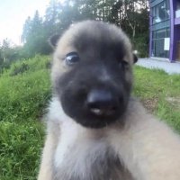 leo 🐛 (@_cherguevara) 's Twitter Profile