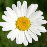 Marguerite (@julienmarg64444) 's Twitter Profile