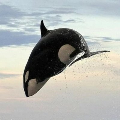 yfkmt1206's profile picture. 世間を傍観するアカウント。
ガジェット好き。