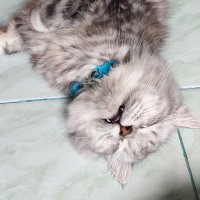 langggg 🐰 (@seapppppp) 's Twitter Profile
