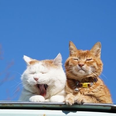 hfzhmshwry's profile picture. bersembunyi.