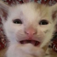 Rxth (@nikii_rndll) 's Twitter Profile
