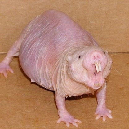 robs_robs_bs's profile picture. física - UFRJ