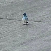 NATIVE Flacko (@rezflacko) 's Twitter Profile