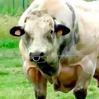 DinoTbd's profile picture. Turning bullish in about a month