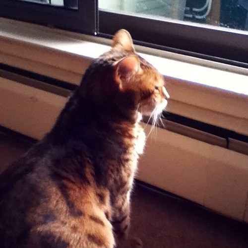 DevonDiCarlo's profile picture. 