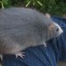 Big Rat Event (@bigratevent) Twitter profile photo Big Rat Event (@bigratevent) Twitter profile photo