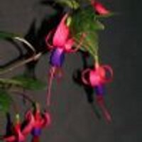 Horsforth In Bloom (@horsforth_bloom) 's Twitter Profile