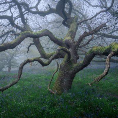 Woodland Photographer based in the North York moors.