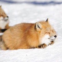 Fox (@the_fox527) 's Twitter Profile