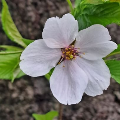 kohsetsu0914's profile picture. 資産形成したいと思い最近株に興味を持ち始めました。先輩方に、たくさん吸収して火傷しないように少しづつチャレンジしようと思います