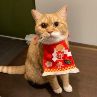 こじこま (@koji_koma_) 's Twitter Profile