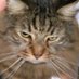 Leonard Marsh (@uber_the_cat) Twitter profile photo Leonard Marsh (@uber_the_cat) Twitter profile photo