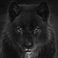blackwolf (@bblacckwolf) 's Twitter Profile