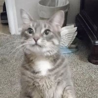 StephM (@quiet_steph) 's Twitter Profile