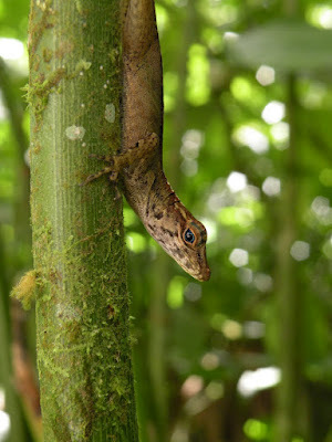 Intersecciones entre la biodiversidad de Puerto Rico, la justicia ambiental y el desarrollo comunitario.