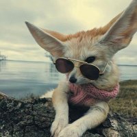 ts (the Shane) (@verletfox) 's Twitter Profile