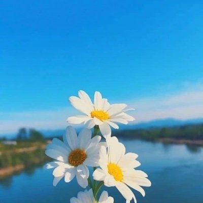 napalsorn's profile picture. 