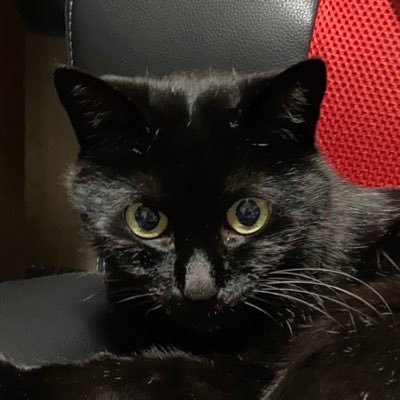 猫本Ａ🍅ごくフツーの人さんのプロフィール画像
