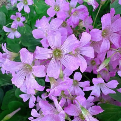 k_shinorin's profile picture. 40代に入り、時の早さに恐怖を覚えている人。 多趣味。でも趣味に関する呟きは少なめ。ボヤキ多し。（2010.06.18〜）