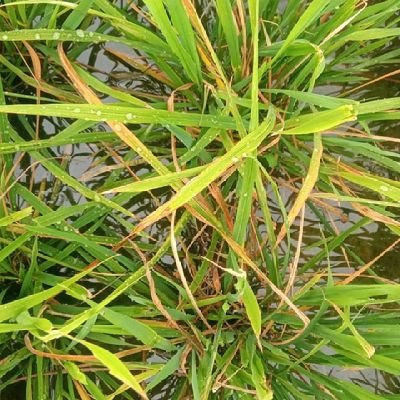 Aravint10884686's profile picture. 