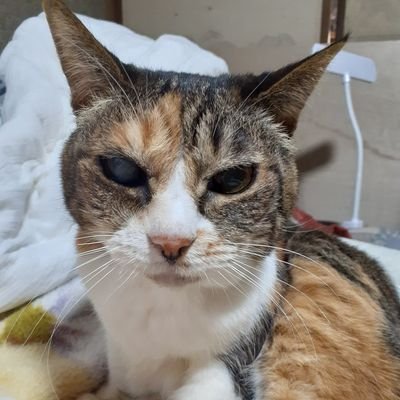 30↑
好きなものをひたすらリポストしたり、いいねなど中心です。なのですごく騒がしいです。女性化も含めて性別反転ネタなど好きです
アイコンは、2025年08月14日に20歳で亡くなった三毛猫です。