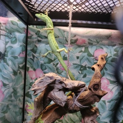 peesuto's profile picture. カナヘビ、ヤモリをメインで飼育してる者です。
投稿が不定期なのはごめんなさい（画像粗いです）　
絡みはokです
