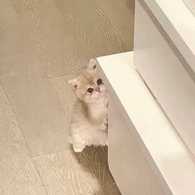 meowdream(slow)さんのプロフィール画像