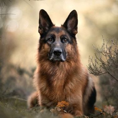 Welcome to @gsdloverclub Follow us for trendy Updates of German Shepherd.