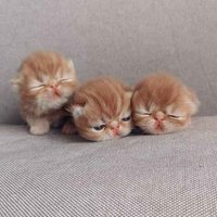 Nibazzz (@perunapaq) 's Twitter Profile