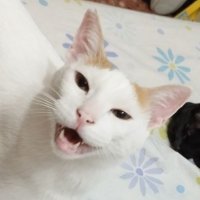 Kalitro III (@kalitroiii) 's Twitter Profile