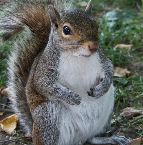 We make life at purdue just a little more... nutty.