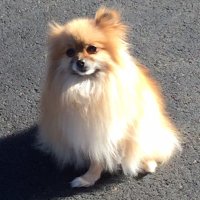りんちゃん🐶ギャラガー（おぴえいしす） (@siawasehontono1) 's Twitter Profile Photo