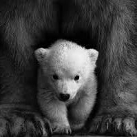 Mama Bear 77 (@mamabeart7789) 's Twitter Profile
