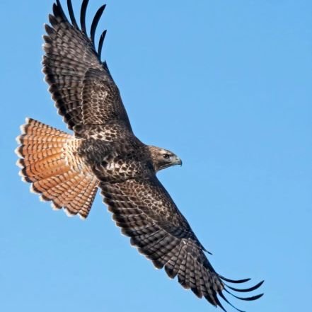 kicksmaster_'s profile picture. 🦜