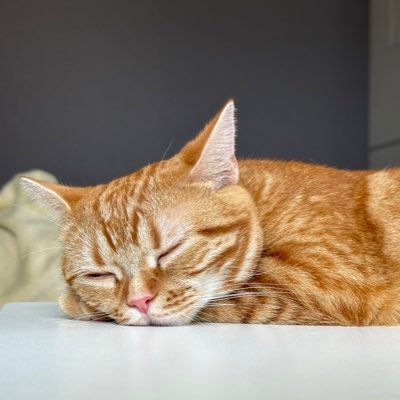 飼い猫の名前はくくり VimとRust好きですが使いこなしには遠い
ブログ: https://t.co/wE0wlYsEyc (Hugo使ってます)