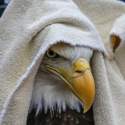 HumdeeDumpty's profile picture. i scream into the void