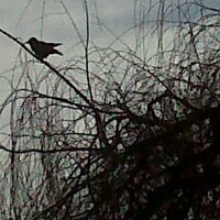 Jill Impey (@jillimpey) 's Twitter Profile