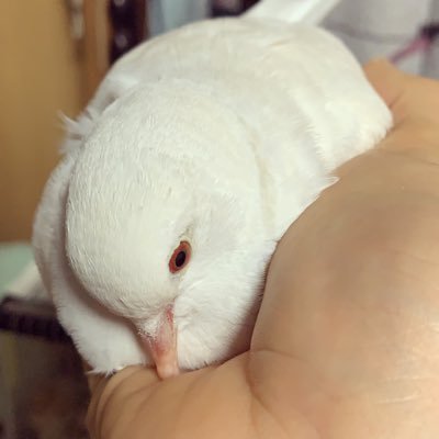 今はのんびり路面電車を撮影しています。GRⅢ/ハト飼い/野鳥/Trance/Progressive House/