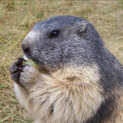 Ci sarà sempre un cane perduto, un bimbo affamato che m'impedirà d'esser felice.
#vegan No fascisti NO VIOLENZA rt @prijedoremergen: svuotiamo il rifugio!
