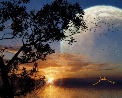 alma_hussain's profile picture. 