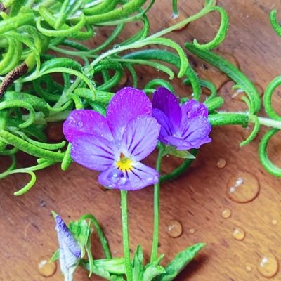 blancmilky1's profile picture. ＊日々のあれこれ＊

好きなもの…猫、散歩、読書、お絵描き、書道