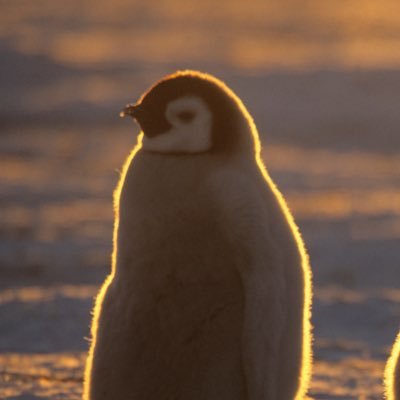 1stペンギンさんのプロフィール画像